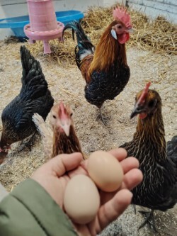 Jessican kanalan asukit