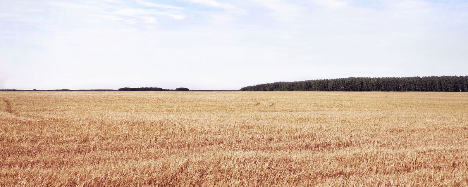 Peltomaisema, kuvituskuva.