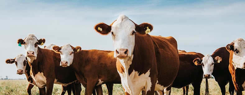 Maatalouden-investoinnit