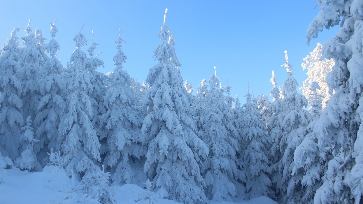 talvimaisema